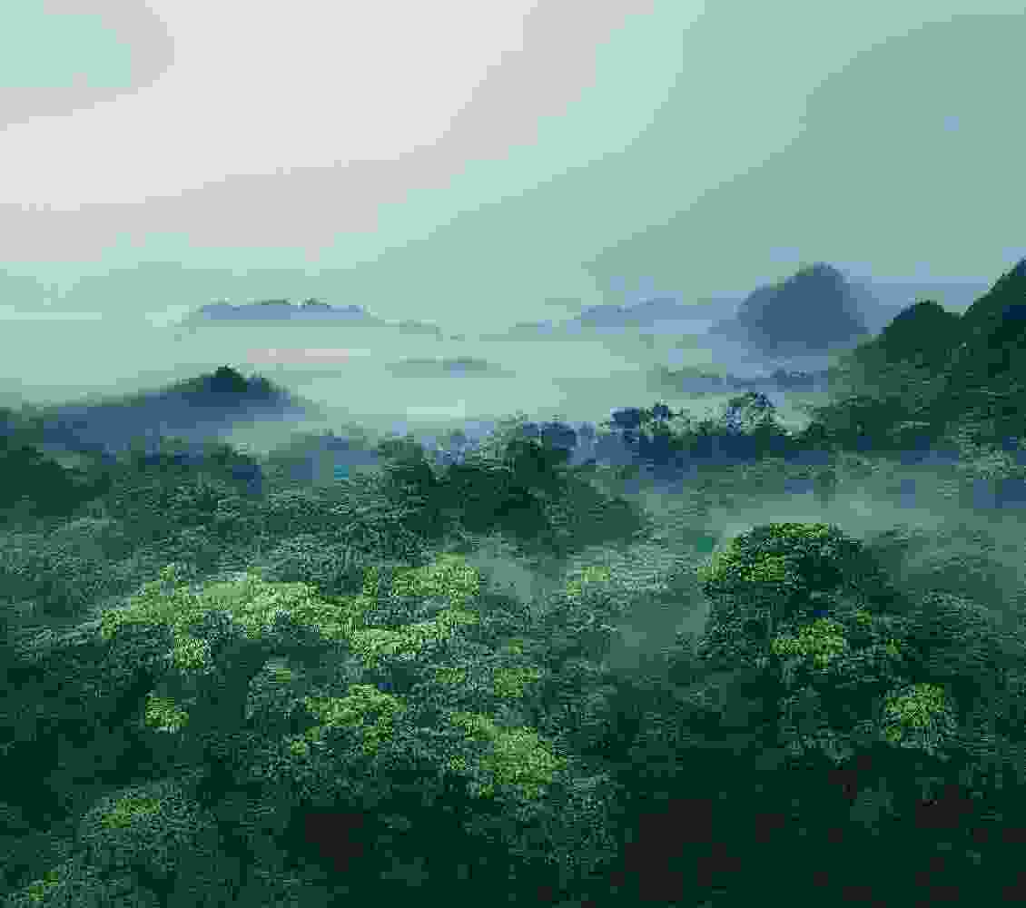 Listing Taxonomy Image